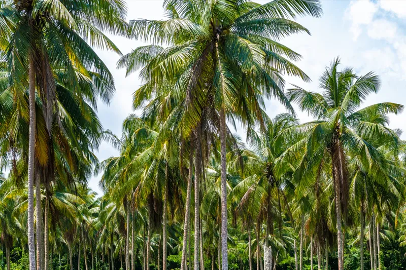 Mekong Delta Day Tour real mekong delta tours