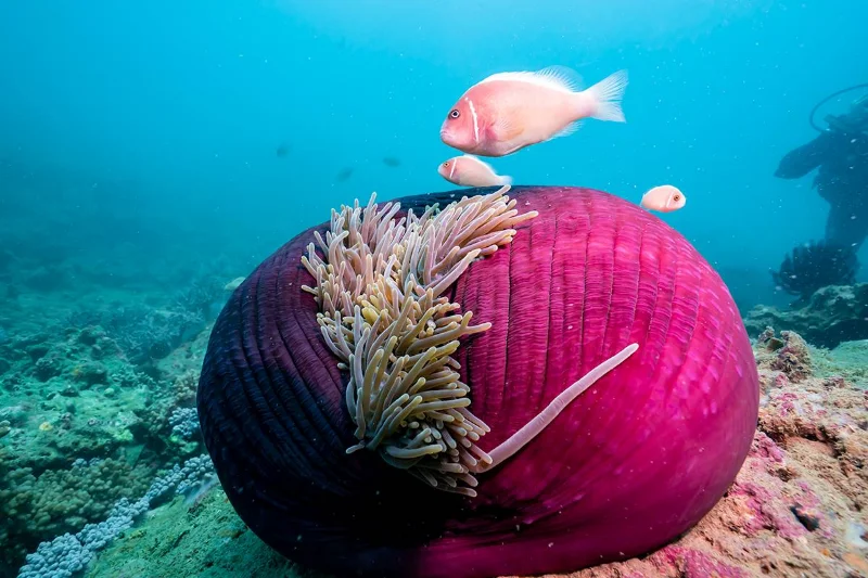 Nha Trang Scuba Fun dive Day Tour nha trang scuba diving review