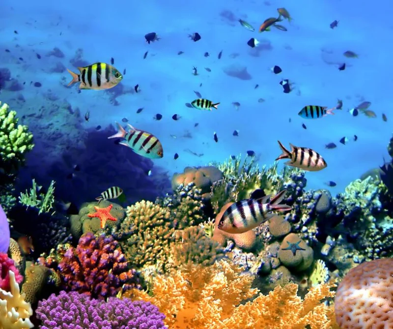 Nha Trang Scuba Fun dive Day Tour nha trang scuba diving