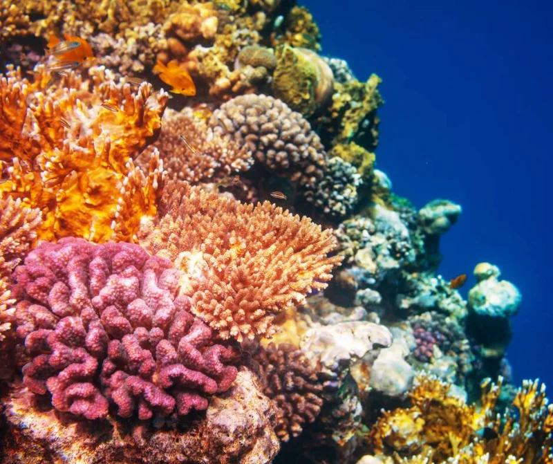 Nha Trang Snorkeling Day Tour snorkeling in nha trang